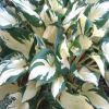 Hosta Paul Revere